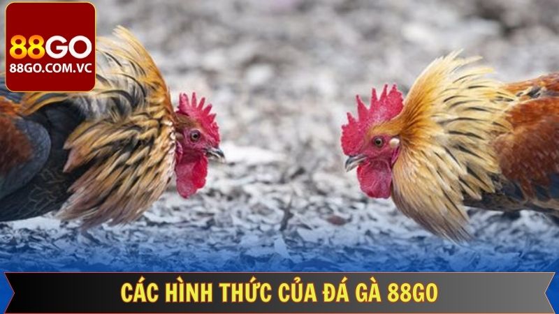 Đá gà 88GO mang đến đa dạng hình thức thi đấu