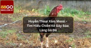 Huyền Thoại Xám Messi - Tìm Hiểu Chiến Kê Gây Bão Làng Gà Đá