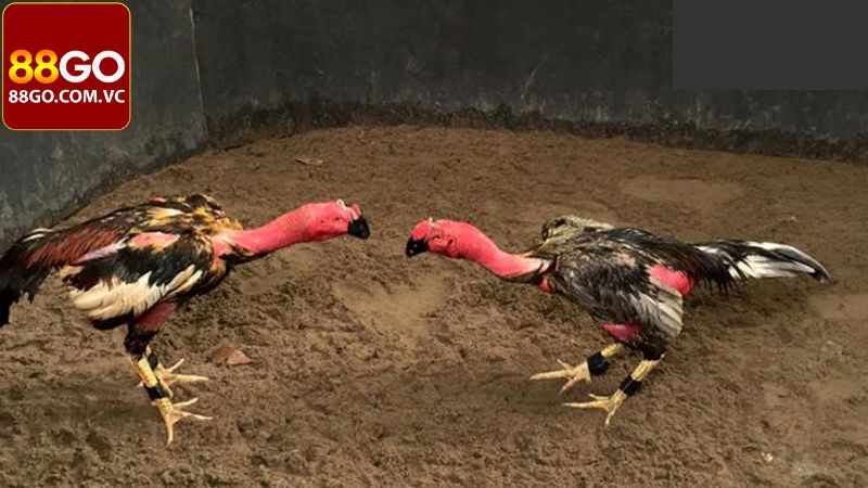 Vinh danh 14 trận đấu kinh điển của Xám messi