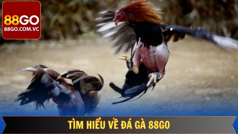 Thông tin sơ lược về sảnh đá gà tại 88GO