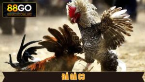 Đá Gà C3 - Trải Nghiệm Kê Trường Đẳng Cấp Tại GO88