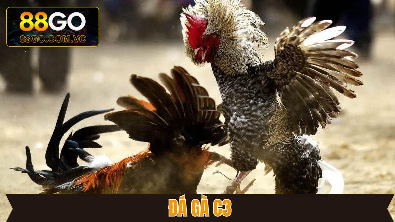 Đá Gà C3 - Trải Nghiệm Kê Trường Đẳng Cấp Tại GO88 10 Đá Gà C3 - Trải Nghiệm Kê Trường Đẳng Cấp Tại GO88