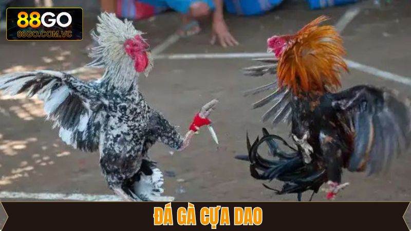 Đá Gà Cựa Dao - Mãn Nhãn Với Những Trận Đấu Nảy Lửa Tại 88GO 4 Đá Gà Cựa Dao - Mãn Nhãn Với Những Trận Đấu Nảy Lửa Tại 88GO