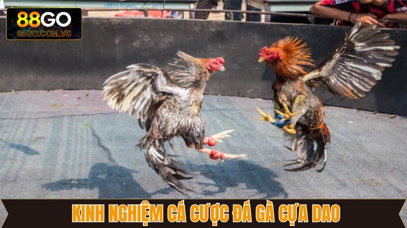 Đá Gà Cựa Dao - Mãn Nhãn Với Những Trận Đấu Nảy Lửa Tại 88GO 4 Kinh nghiệm chơi chọi kê cựa dao cực kỳ đỉnh cao