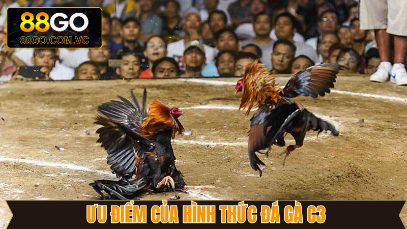 Đặt cược chọi kê tại nhà cái đơn giản, tiện lợi